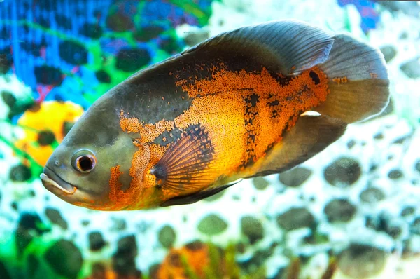 Tropical orange fish in aquarium — Stock Photo, Image