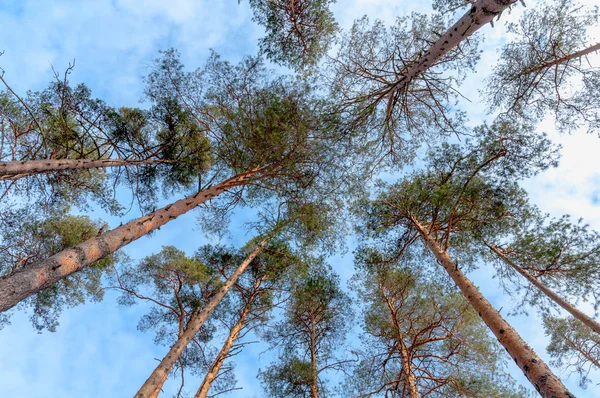 Pine trees trunks and tops view from the bottom — Stock Photo, Image