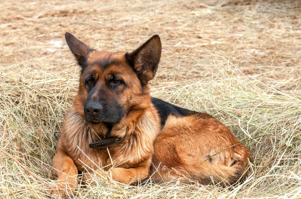 干し草の上に敷設ドイツ シェパード犬 — ストック写真
