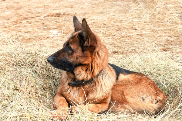 German shepard dog laying on the hay — Stock Photo, Image