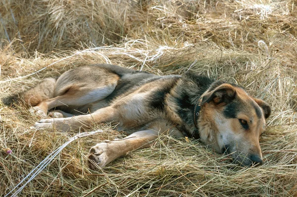 German shepherd dog laying on the hay — Stock Photo, Image