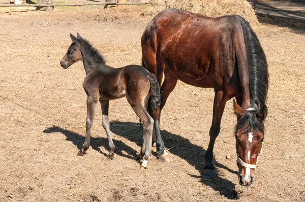 Horse and a foal standing — Stock Photo, Image