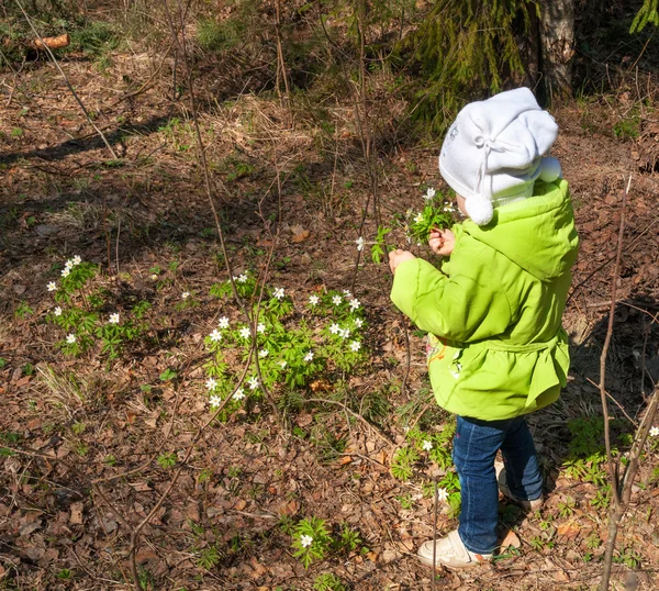 Widok z tyłu trochę dziecko dziewczynka gromadzenie wiosennych kwiatów — Zdjęcie stockowe