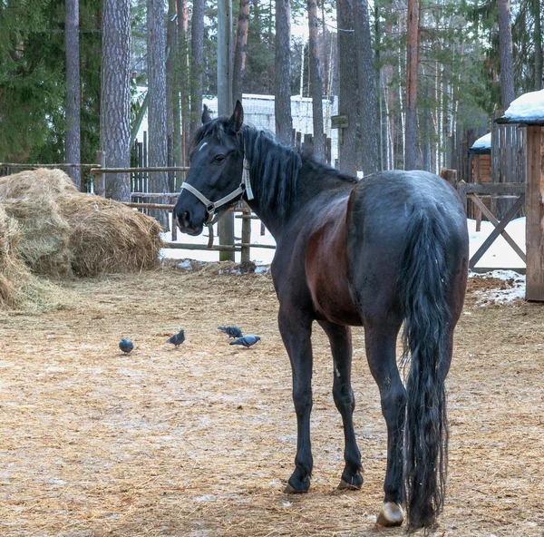 In piedi cavallo baia posteriore nella fattoria — Foto Stock