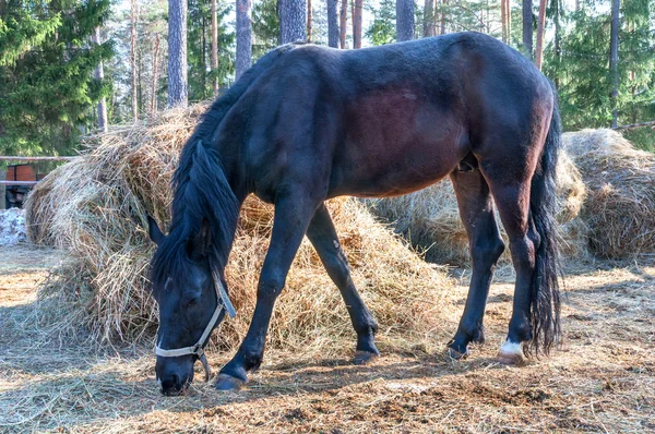 Cavalo de pé e comer grama seca — Fotografia de Stock