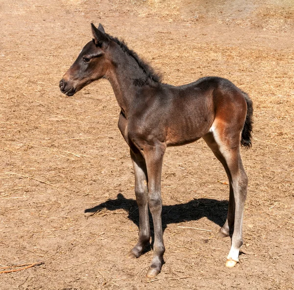 Puledro — Foto Stock