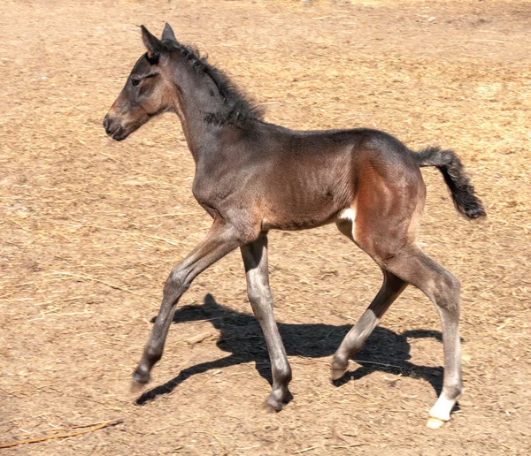 Foal — Stock Photo, Image