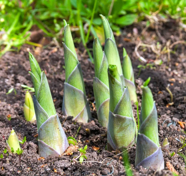 Hosta sprouts in spring close up — Stock Photo, Image
