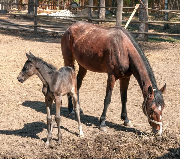 Horse and its foal standing — Stock Photo, Image