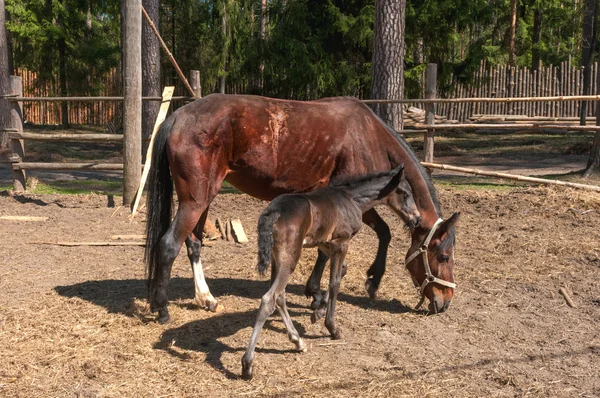 Cavallo e il suo puledro in piedi — Foto Stock