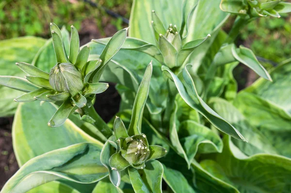 Hosta plantas brotos de perto — Fotografia de Stock