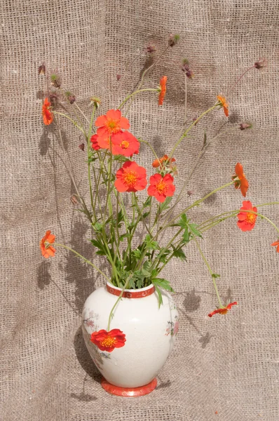 Natura morta bouquet — Foto Stock