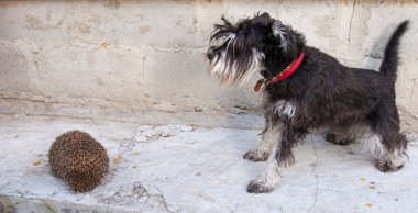 minyatür schnauzer köpek ve kirpi