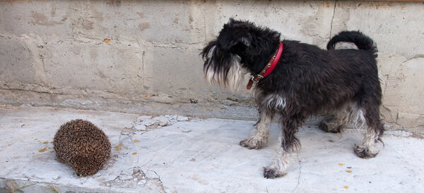 Miniature schnauzer dog and hedgehog