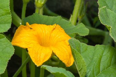 Kabak çiçek yaprakları arasında