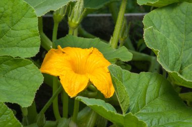 Kabak çiçek yaprakları arasında