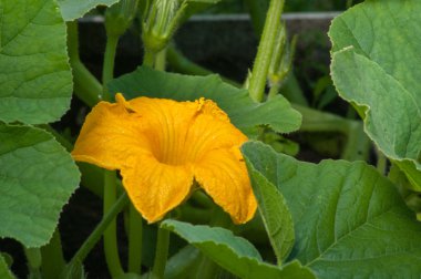 Kabak çiçek yaprakları arasında