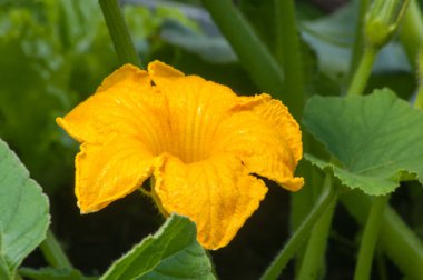 Kabak çiçek yaprakları arasında