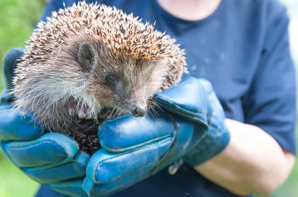 Hedgehog nos braços humanos — Fotografia de Stock