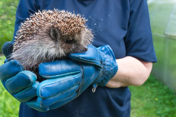 Hedgehog op de menselijke armen — Stockfoto
