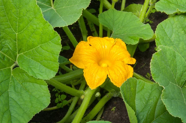 Pumpkin flower between the leaves — Stock Photo, Image