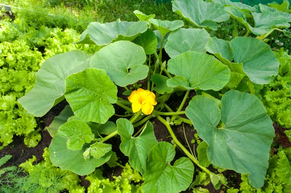 Planta de calabaza con una flor que crece la granja — Foto de Stock