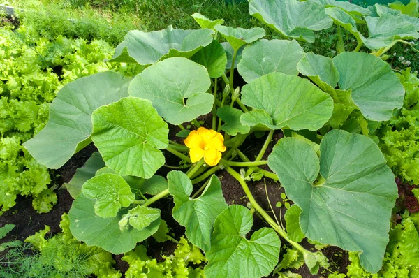 Pumpkin plant with a flower growing it the farm — Stock Photo, Image
