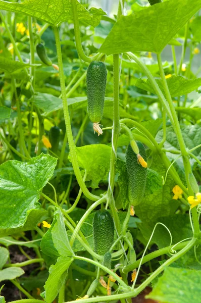 Cucumbers plants growing in a greenhouse — Stock Photo, Image