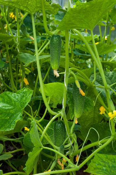 Gurkor växter som växer i ett växthus — Stockfoto