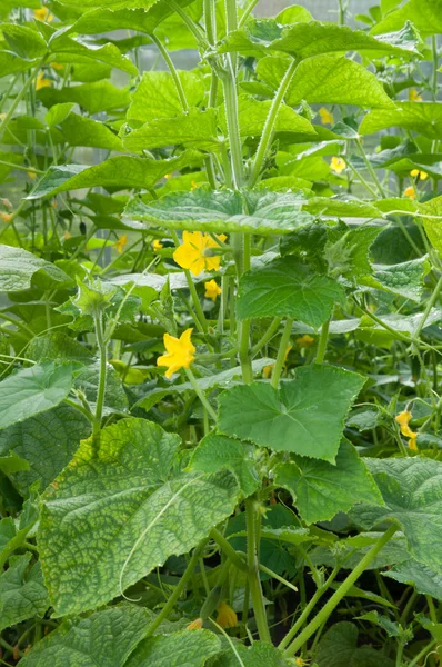 温室キュウリ植物 — ストック写真