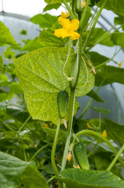 Pepinos plantas que crecen en un invernadero — Foto de Stock
