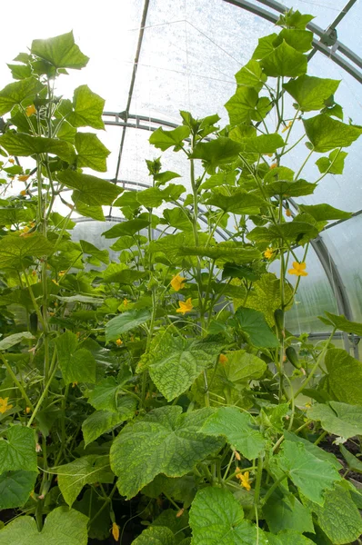 Salatalık tesisleri bir serada büyüyen — Stok fotoğraf