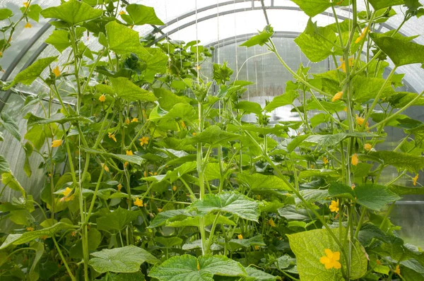 Pepinos plantas que crecen en un invernadero — Foto de Stock