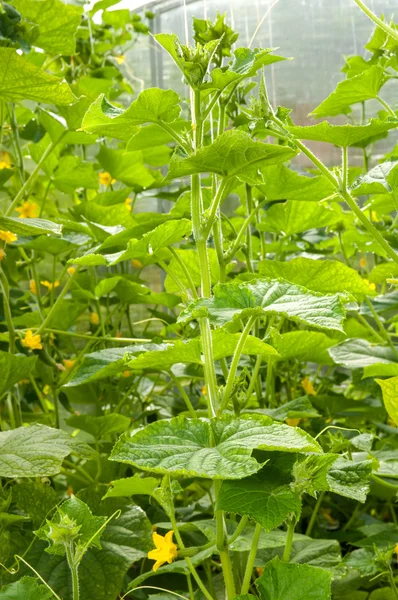 Pepinos plantas que crecen en un invernadero — Foto de Stock