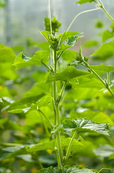 Pepinos plantas que crescem em estufa — Fotografia de Stock