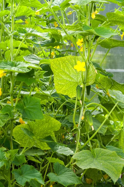 Gurkor växter som växer i ett växthus — Stockfoto