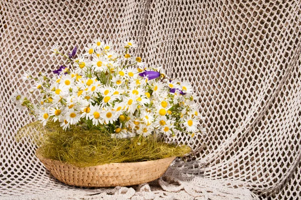 Natura morta bouquet di camomille — Foto Stock