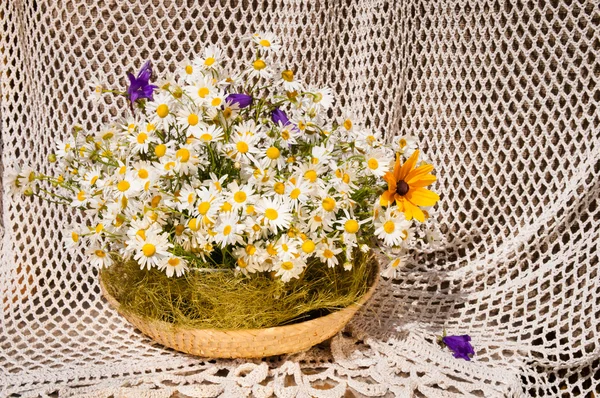 Stillleben Bouquet von Kamillen — Stockfoto