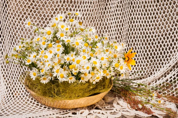 Stillleben Bouquet von Kamillen — Stockfoto