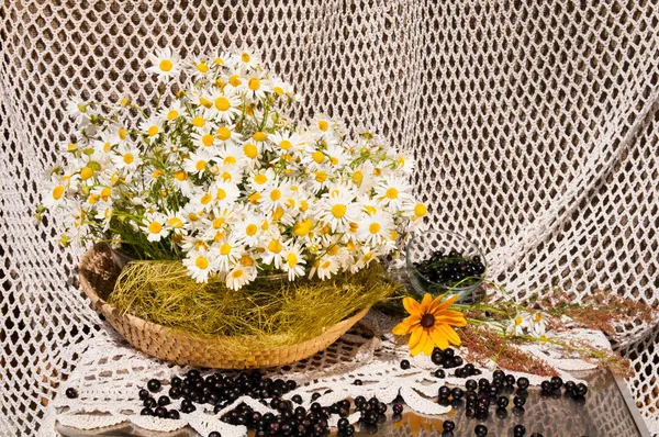 Stillleben Bouquet von Kamillen — Stockfoto