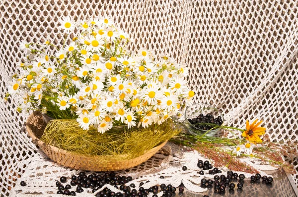 Zátiší kytice chamomiles — Stock fotografie