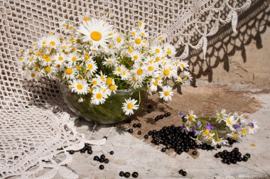 Natürmort buket chamomiles