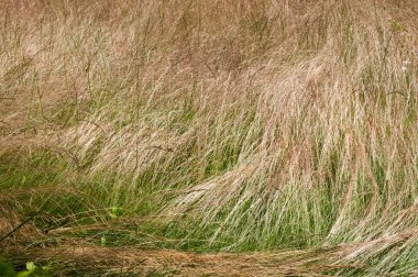 Öğleden sonra kuru çim tarlasında patika