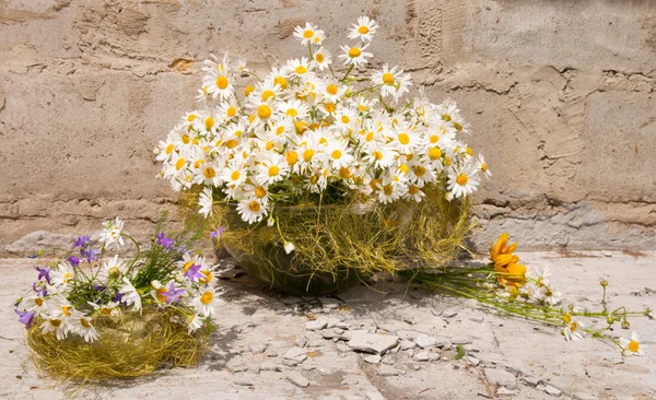 Stillleben Bouquet von Kamillen — Stockfoto