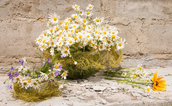 Natura morta bouquet di camomille — Foto Stock