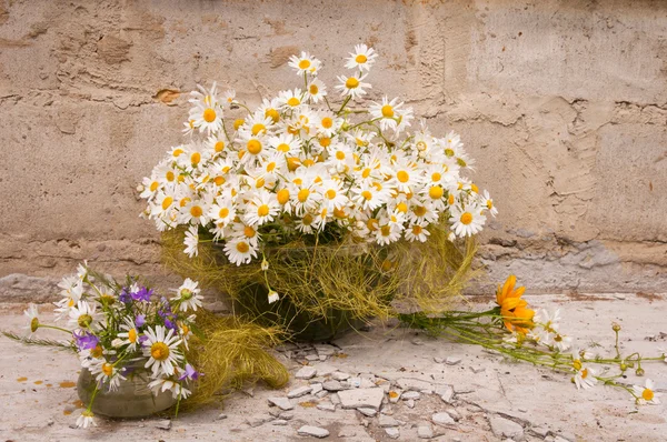 Stillleben Bouquet von Kamillen — Stockfoto