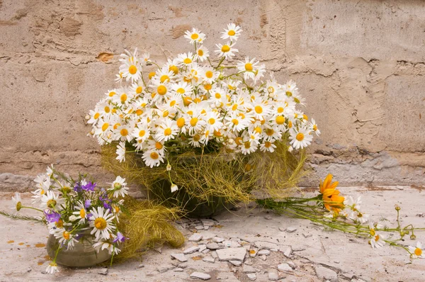 Still life bouquet of chamomiles — Stock Photo, Image