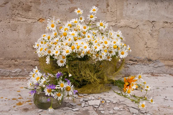 Stillleben Bouquet von Kamillen — Stockfoto