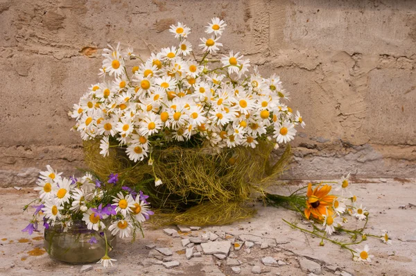 Stilleven boeket van chamomiles — Stockfoto