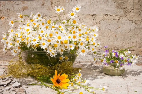 Still life bouquet of chamomiles — Stock Photo, Image